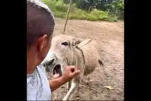 ببینید؛ وقتی خر عصبانی دست مرد را محکم گاز گرفت 
