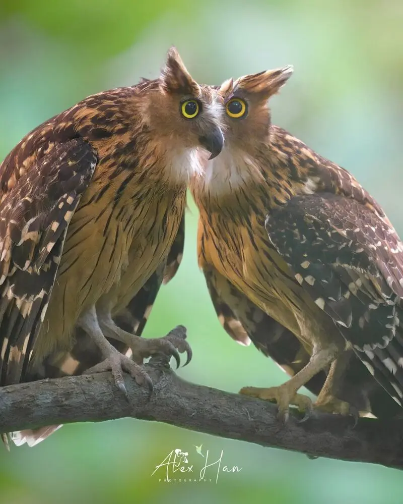 جغد