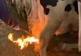 چرا پستان گاوها را با شعله حرارت می‌دهند؟