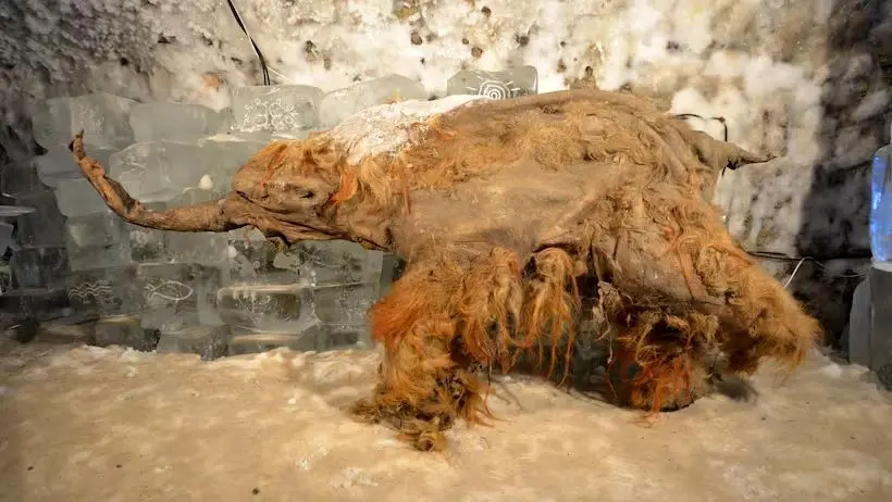 کشف قدیمی‌ترین RNA جهان در یک ماموت یخ زده!