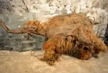 کشف قدیمی‌ترین RNA جهان در یک ماموت یخ زده!