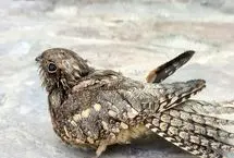 «شبگرد مصری» پس از ۶۰ سال به گیلان بازگشت