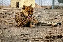 تصاویر؛ توران، امید یوزپلنگ‌های ایران