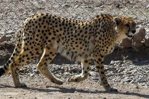 ثبت تصویر پنج یوزپلنگ آسیایی در پناهگاه میاندشت خراسان شمالی