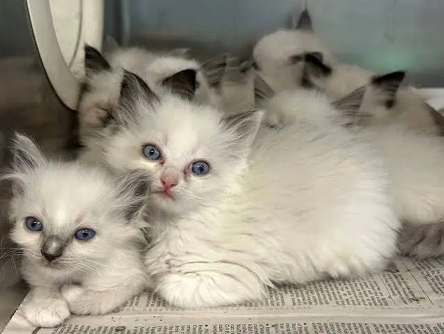 کشف ۱۰۰ گربه در خانه‌ای غرق در فضولات حیوانی