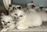 کشف ۱۰۰ گربه در خانه‌ای غرق در فضولات حیوانی