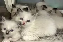کشف ۱۰۰ گربه در خانه‌ای غرق در فضولات حیوانی