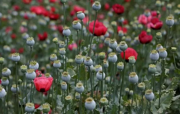 تصویب کشت «شقایق الیفرا» برای تأمین موادمخدر دارویی کشور
