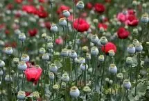 تصویب کشت «شقایق الیفرا» برای تأمین موادمخدر دارویی کشور
