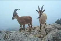 چرای پازن‌ها در ارتفاعات پارک ملی گلستان