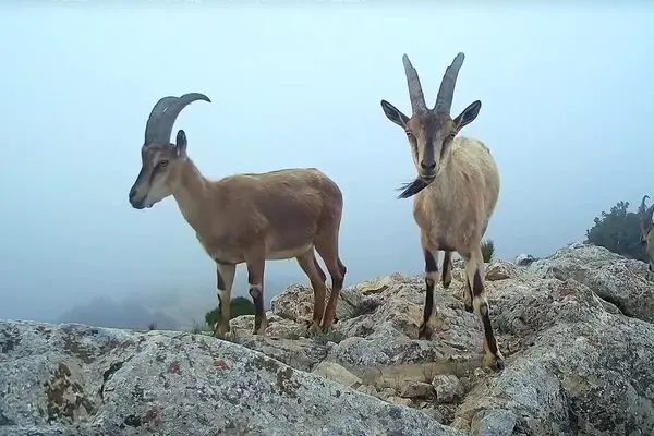 چرای پازن‌ها در ارتفاعات پارک ملی گلستان