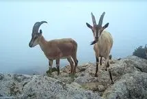 چرای پازن‌ها در ارتفاعات پارک ملی گلستان
