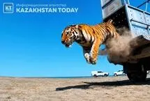 بازگشت ببرها به دشت‌های قزاقستان پس از ۷۰ سال