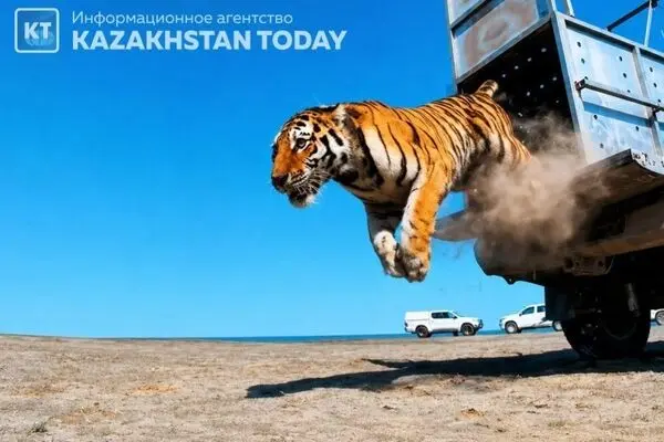 بازگشت ببرها به دشت‌های قزاقستان پس از ۷۰ سال
