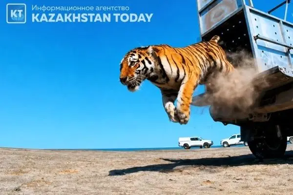 بازگشت ببرها به دشت‌های قزاقستان پس از ۷۰ سال