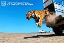 بازگشت ببرها به دشت‌های قزاقستان پس از ۷۰ سال