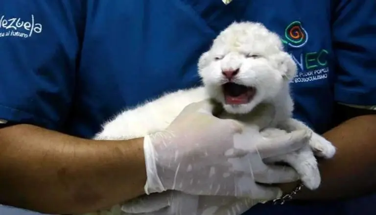 تولد دو توله شیر سفید کمیاب در باغ‌وحش ونزوئلا 