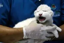 تولد دو توله شیر سفید کمیاب در باغ‌وحش ونزوئلا 