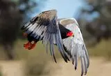 پلنگی که عقاب آفریقایی را شکار کرد