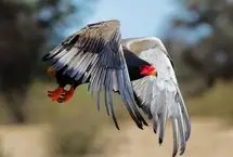 پلنگی که عقاب آفریقایی را شکار کرد
