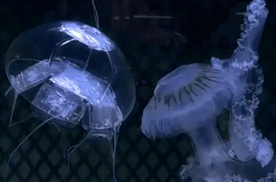 ببینید | عروس دریایی رباتیک؛ جاسوس چینی اعماق دریا