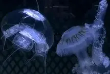 ببینید | عروس دریایی رباتیک؛ جاسوس چینی اعماق دریا