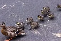 اسکورت خانواده اردک‌ها توسط پلیس ژاپن