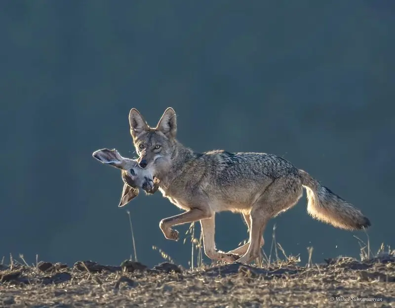 کایوت