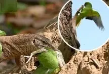 شکار جوجه طوطی نگون‌بخت توسط بزمجه