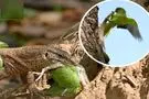 شکار بچه طوطی نگون‌بخت توسط بزمجه