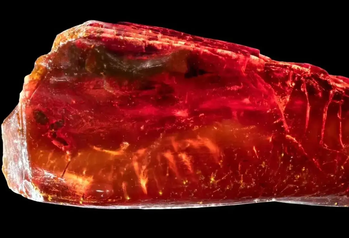 کشف شگفت‌انگیز مورچه ۴۰ میلیون‌ساله در کهربای گوته