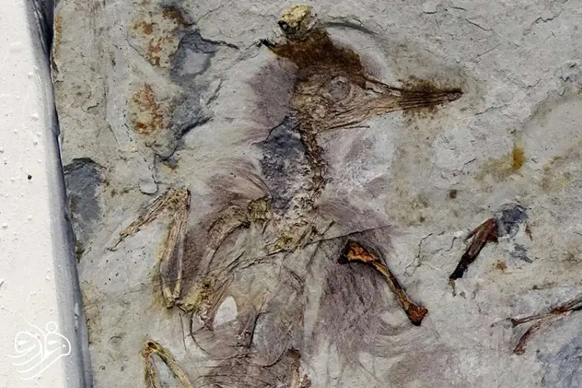 مرگ مرموز پرنده‌ای ۱۲۰ میلیون ساله با بیش از 800 سنگ در گلو