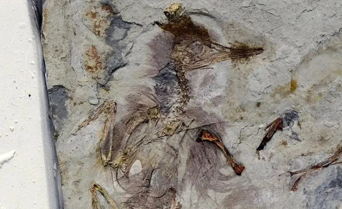 مرگ مرموز پرنده‌ای ۱۲۰ میلیون ساله با بیش از 800 سنگ در گلو