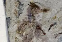 مرگ مرموز پرنده‌ای ۱۲۰ میلیون ساله با بیش از 800 سنگ در گلو