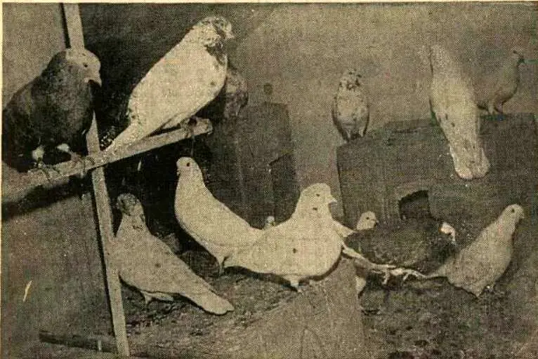 بهمن ۱۳۵۴/ مقررات کفتر پرانی تصویب شد 