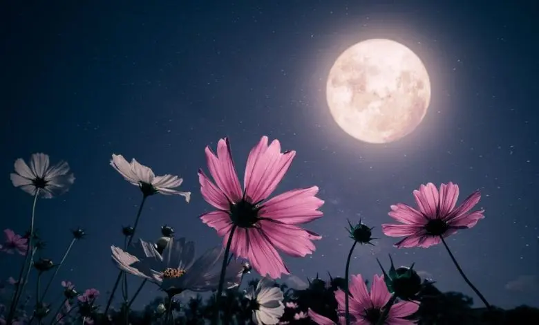 تفال به حافظ پنجشنبه 1 خردادماه ۱۴۰۴؛ هزار دشمنم ار می‌کنند قصد هلاک....