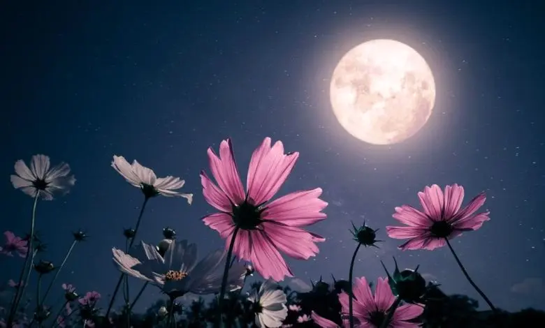 تفال به حافظ پنجشنبه 1 خردادماه ۱۴۰۴؛ هزار دشمنم ار می‌کنند قصد هلاک....