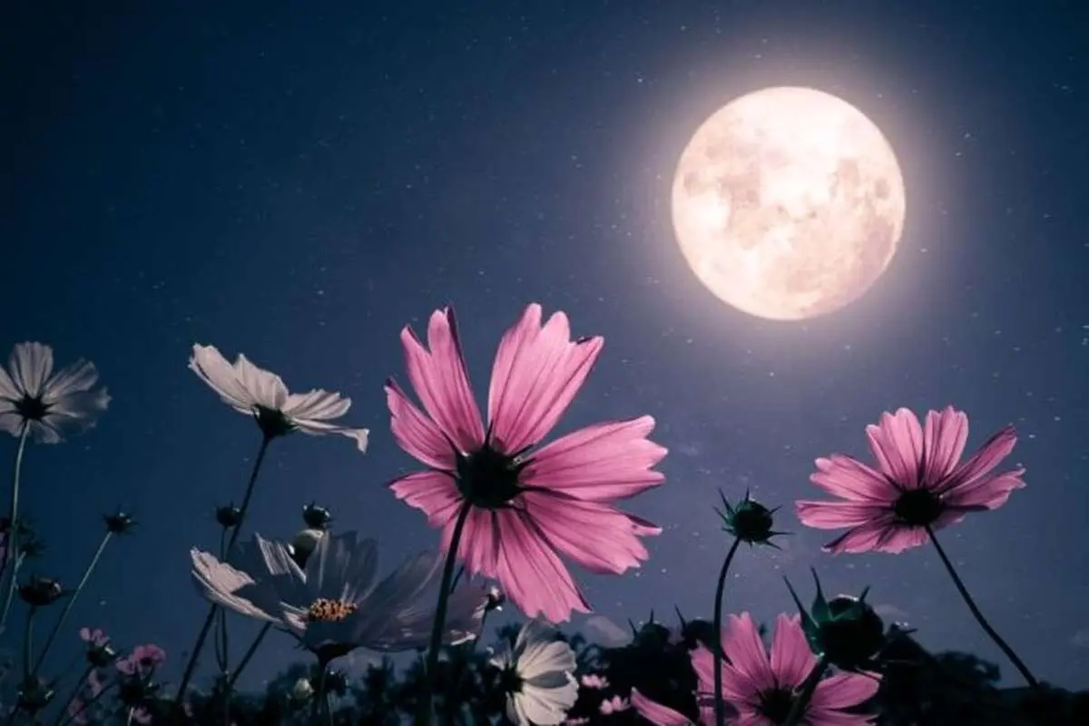 تفال به حافظ پنجشنبه 1 خردادماه ۱۴۰۴؛ هزار دشمنم ار میکنند قصد هلاک....