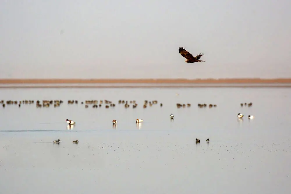 تصاویر؛ پرندگان مهاجر در تالاب مره قم 