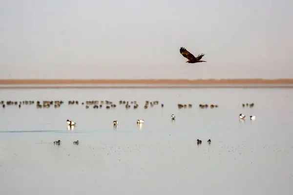 تصاویر؛ پرندگان مهاجر در تالاب مره قم 