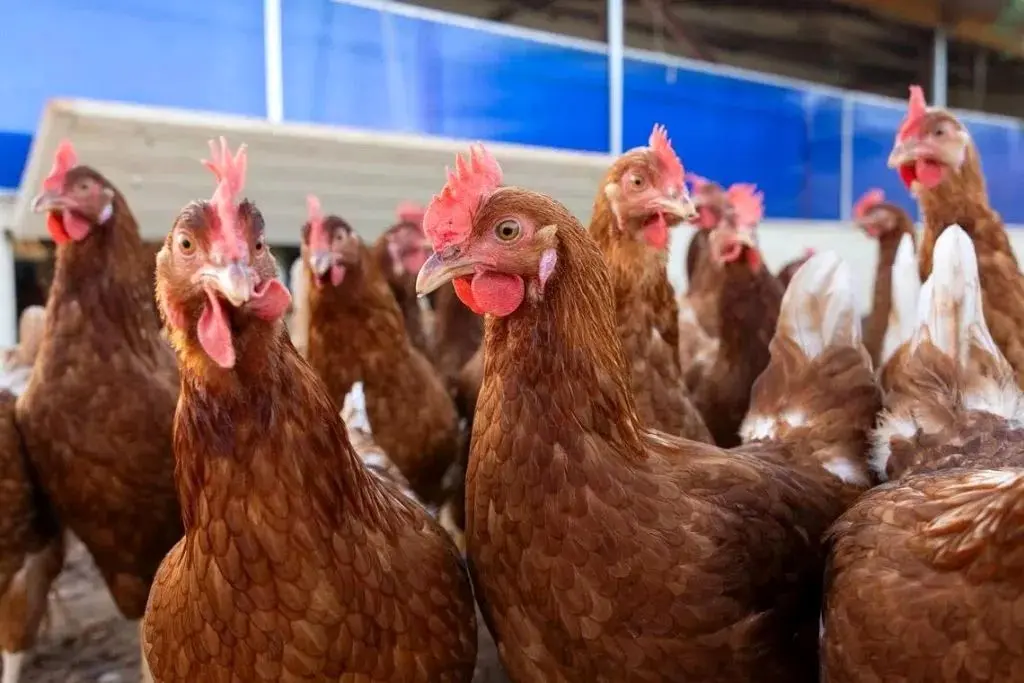 آنفلوانزای پرندگان در کمین انسان‌ها؛ تهدیدی فراتر از کرونا