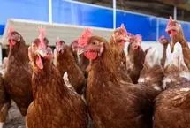 آنفلوانزای پرندگان در کمین انسان‌ها؛ تهدیدی فراتر از کرونا