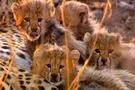 ثبت لحظه‌ای نادر در حیات‌وحش؛ مشاهده یوزپلنگ مادر با ۷ توله