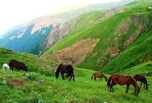  کوچ بهاری اسب‌ها در دیلمان گیلان