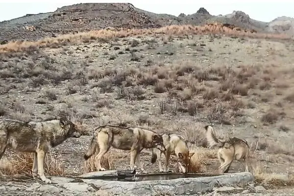 رد خون بر پنجه شکارچیان؛ قاب استثنایی در ضیافت آبشخور