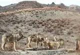 رد خون بر پنجه شکارچیان؛ قاب استثنایی در ضیافت آبشخور
