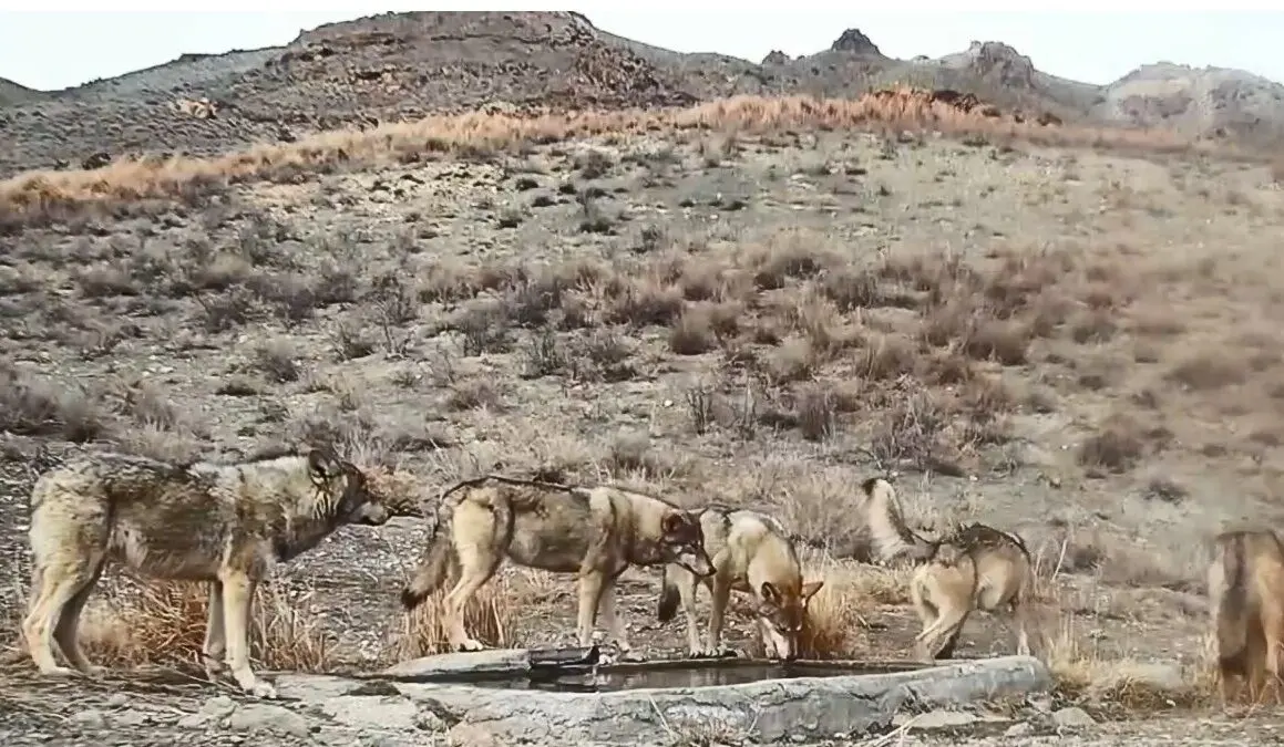 رد خون بر پنجه شکارچیان؛ قاب استثنایی در ضیافت آبشخور