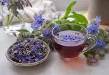 چرا گل‌گاوزبان حریف اضطراب‌های ما نمی‌شود