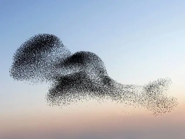 ببینید؛ رقص هزاران سار مهاجر در آسمان آنکارا