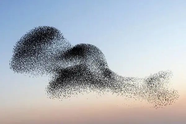 ببینید؛ رقص هزاران سار مهاجر در آسمان آنکارا